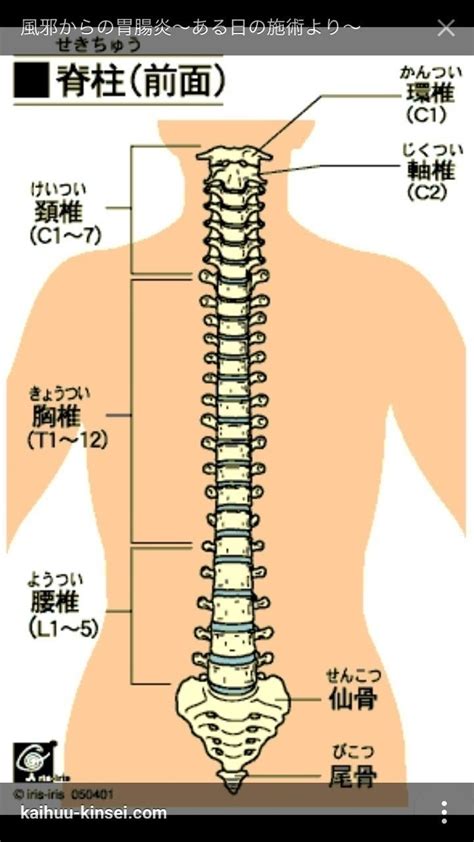 腰椎 英語|「腰椎」英語への翻訳と例文